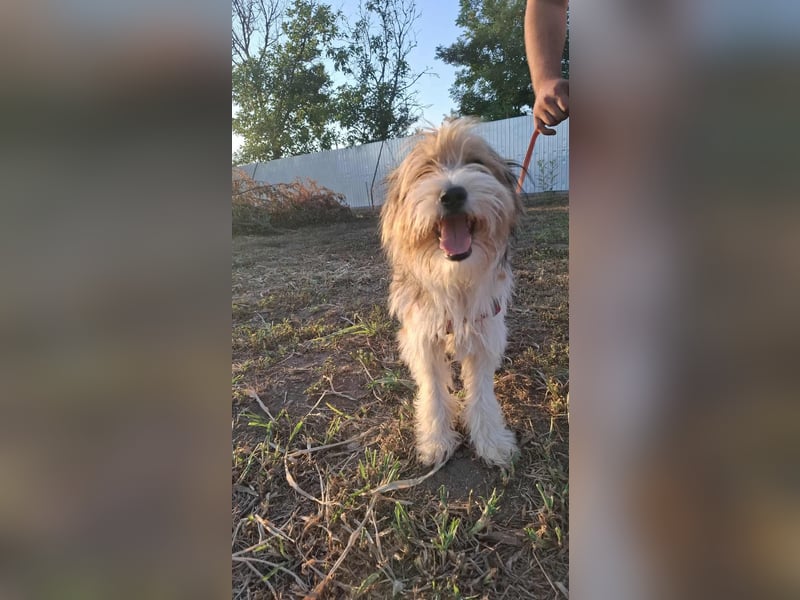 Bruno, fröhlich und verspielt