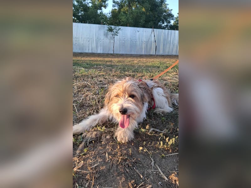 Bruno, fröhlich und verspielt