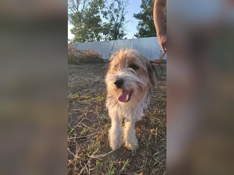 Bruno, fröhlich und verspielt