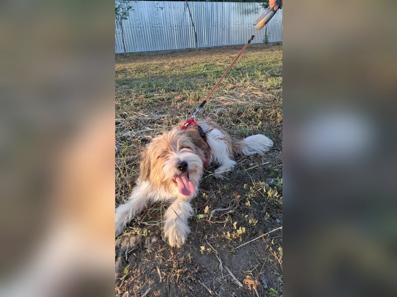 Bruno, fröhlich und verspielt