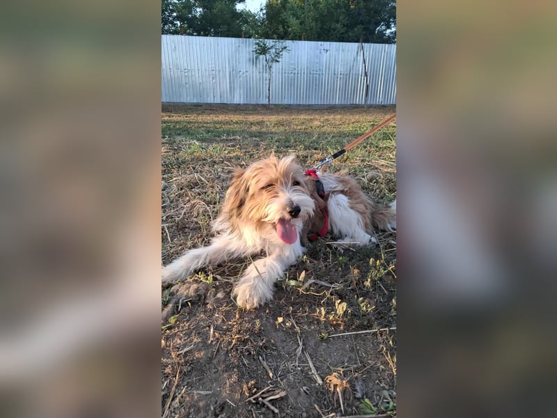 Bruno, fröhlich und verspielt