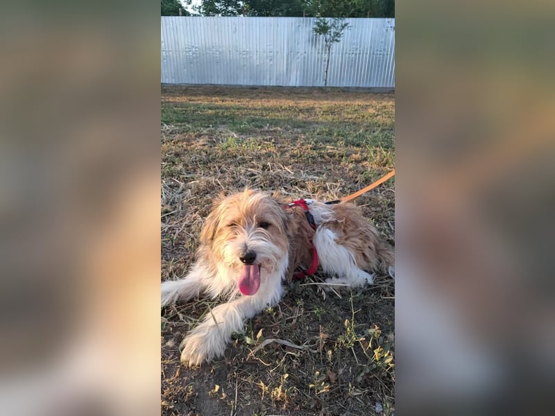 Bruno, fröhlich und verspielt