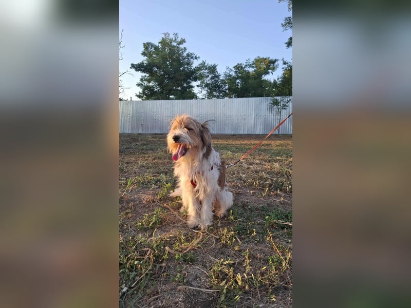 Bruno, fröhlich und verspielt