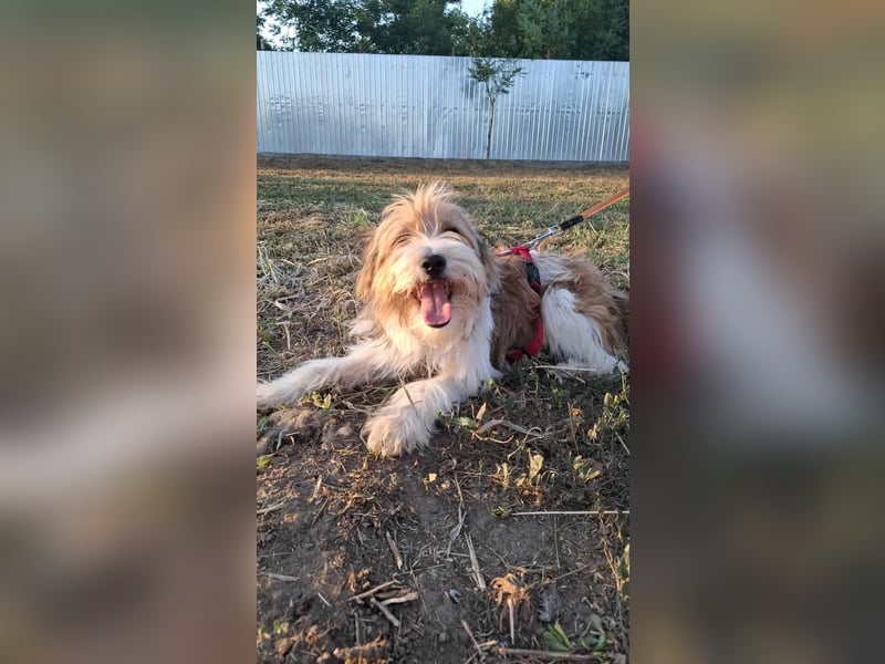 Bruno, fröhlich und verspielt