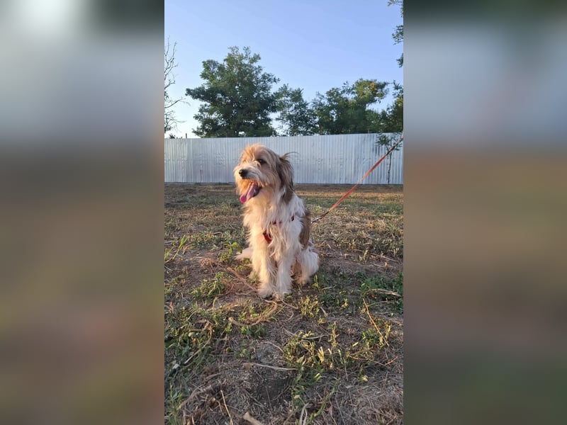 Bruno, fröhlich und verspielt