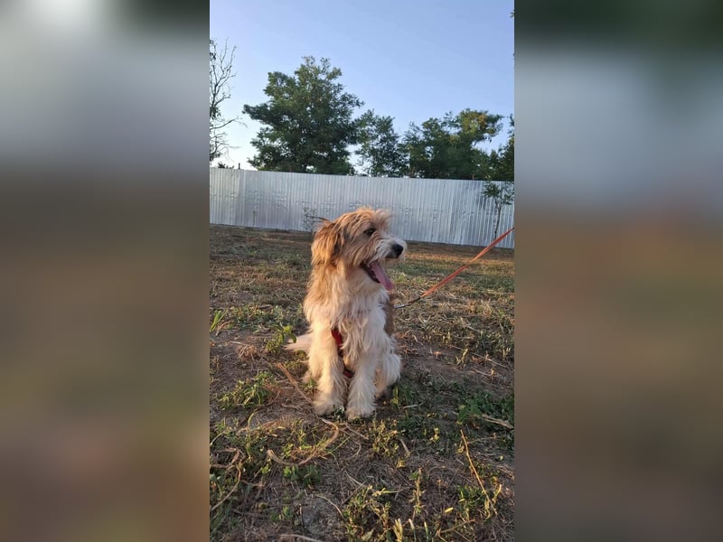 Bruno, fröhlich und verspielt