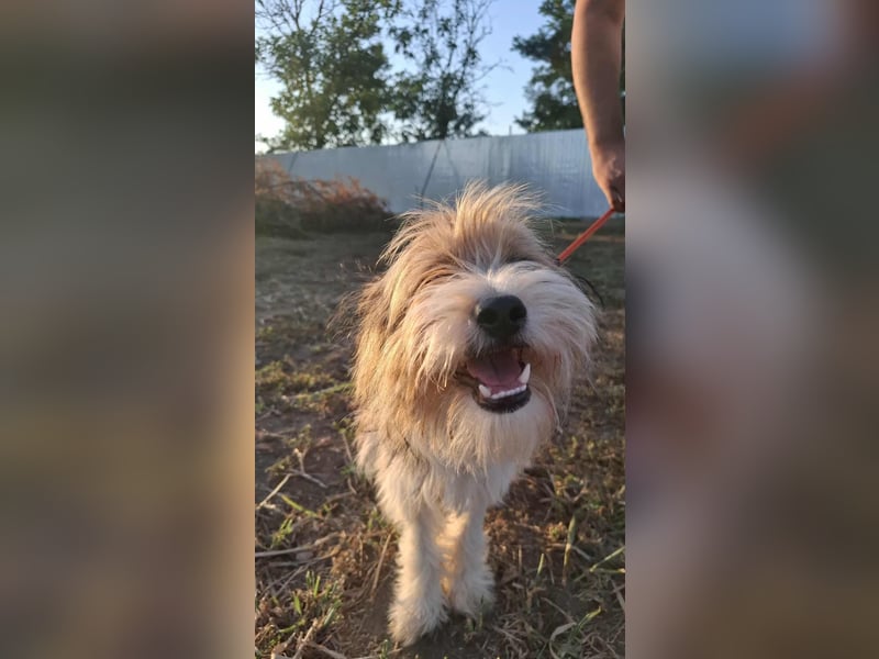 Bruno, fröhlich und verspielt