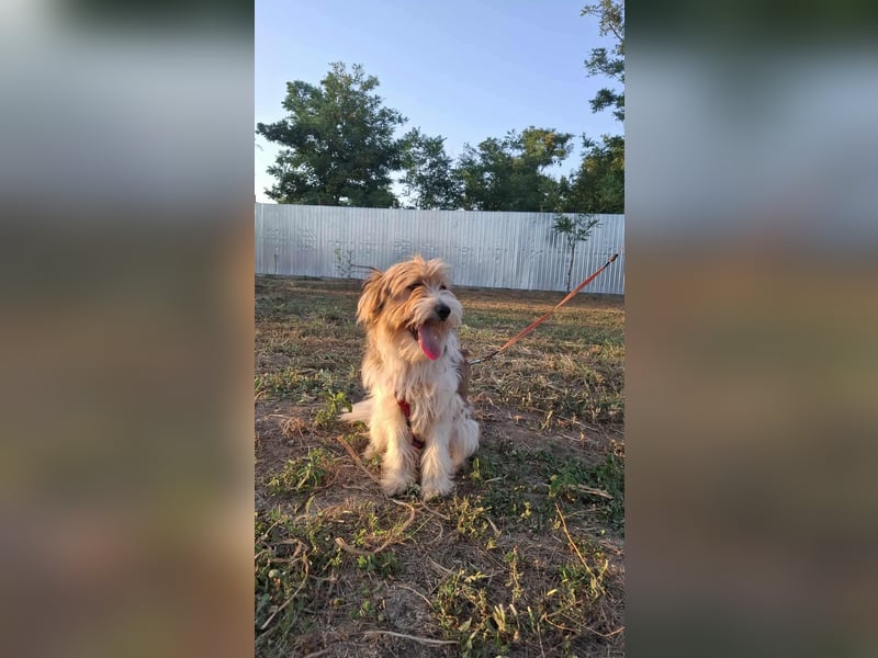 Bruno, fröhlich und verspielt