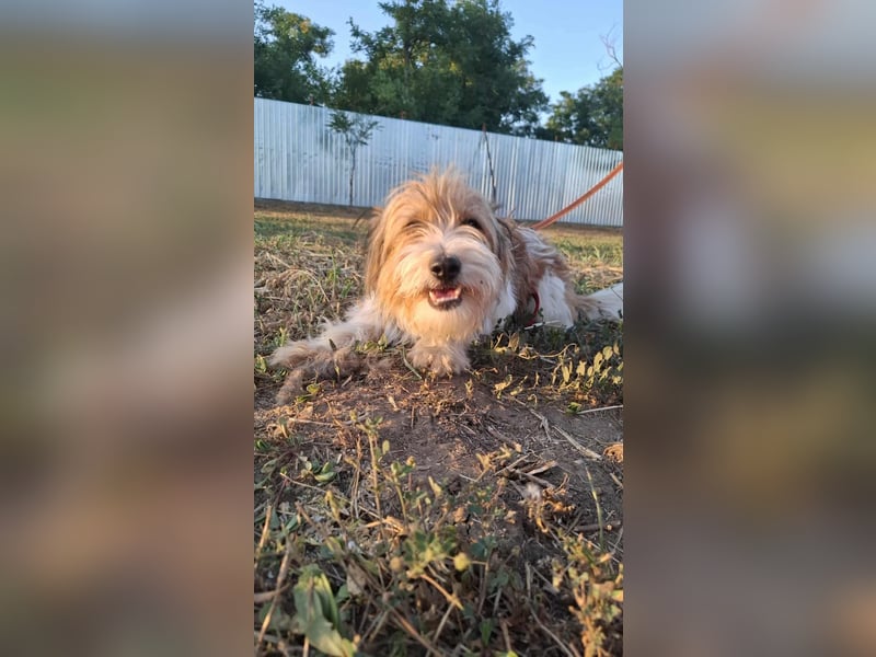 Bruno, fröhlich und verspielt