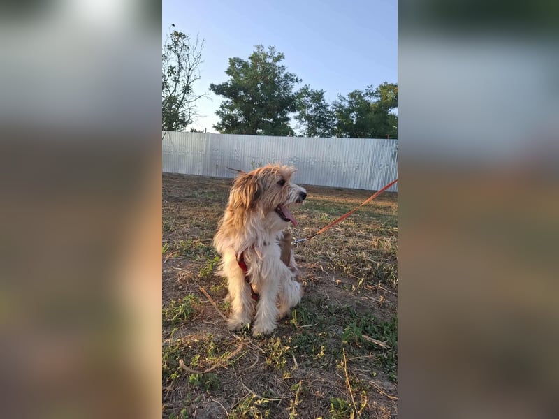 Bruno, fröhlich und verspielt