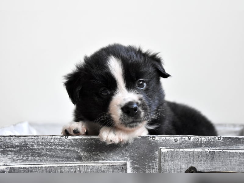 Miniature American Shepherd Welpen, Mini Aussies vom Züchter mit Papieren