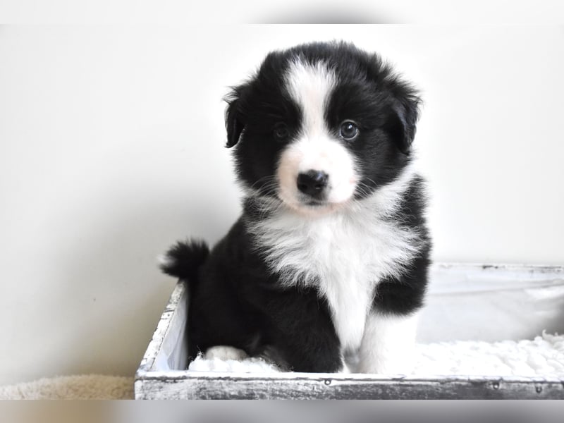 Miniature American Shepherd Welpen, Mini Aussies vom Züchter mit Papieren