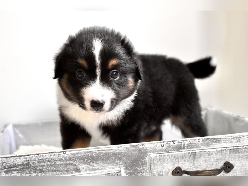 Miniature American Shepherd Welpen, Mini Aussies vom Züchter mit Papieren