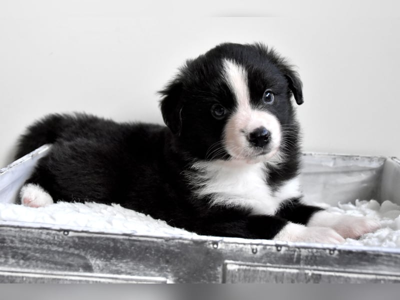 Miniature American Shepherd Welpen, Mini Aussies vom Züchter mit Papieren
