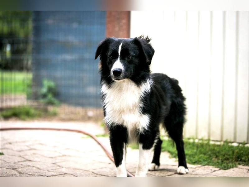 Miniature American Shepherd Welpen, Mini Aussies vom Züchter mit Papieren