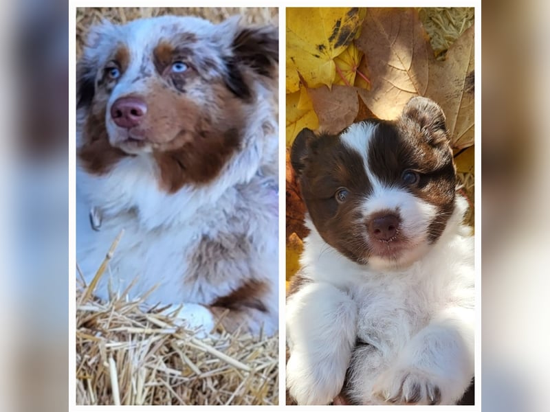 Mini Australian Shepherd Welpen