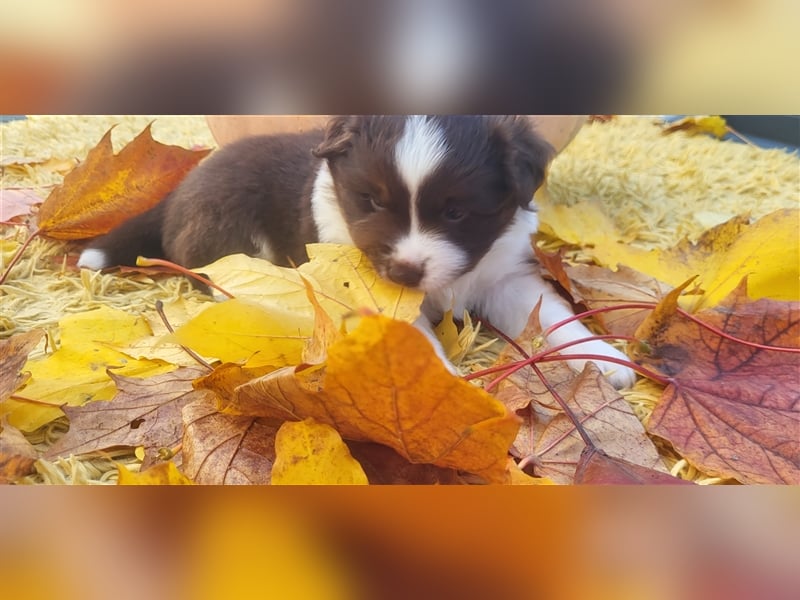 Mini Australian Shepherd Welpen