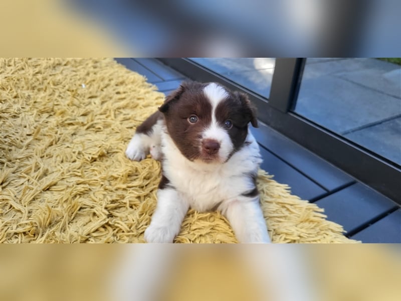 Mini Australian Shepherd Welpen