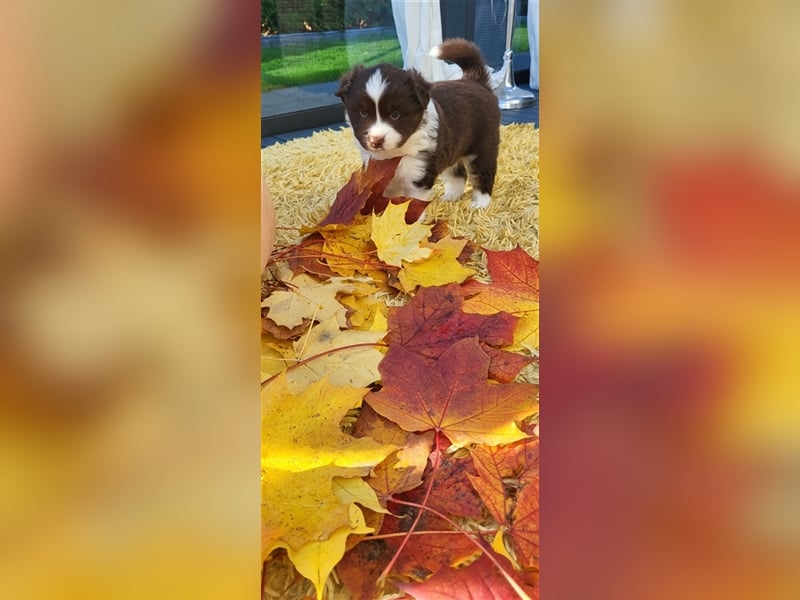 Mini Australian Shepherd Welpen