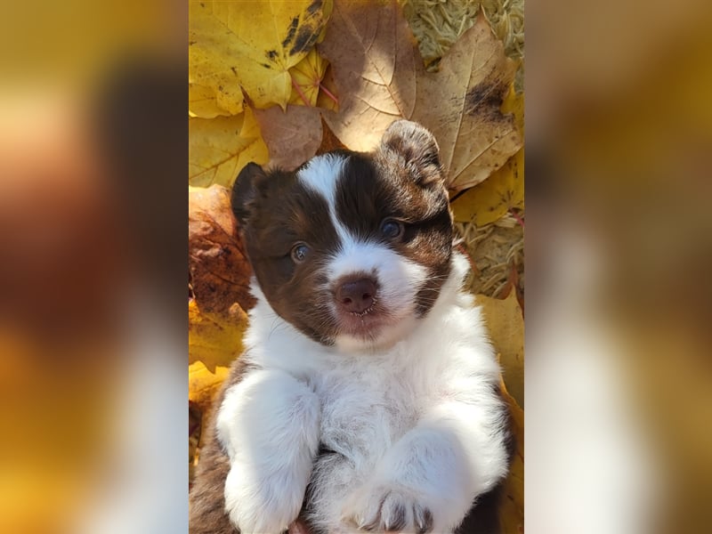 Mini Australian Shepherd Welpen