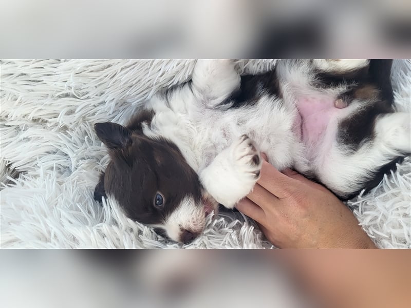 Mini Australian Shepherd Welpen