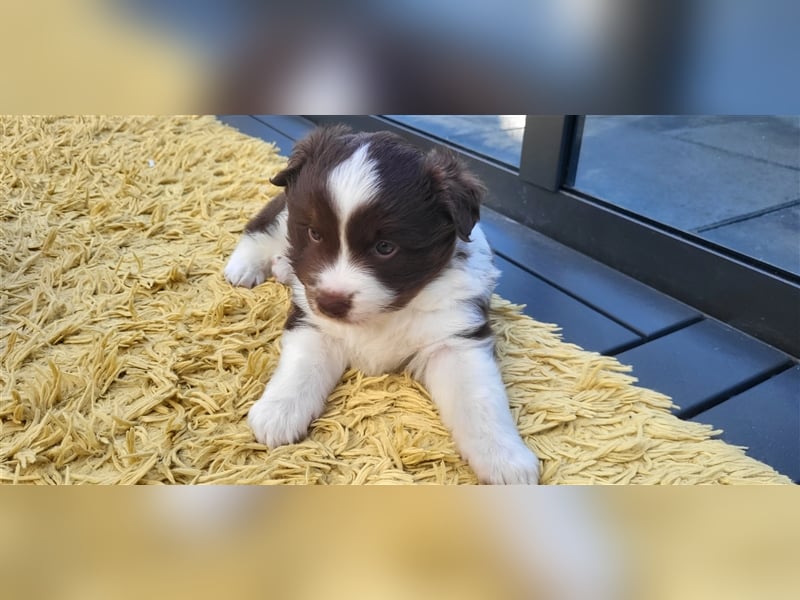 Mini Australian Shepherd Welpen