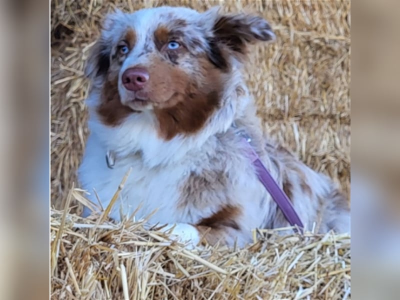 Mini Australian Shepherd Welpen