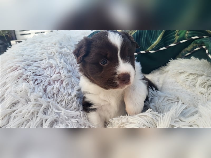 Mini Australian Shepherd Welpen