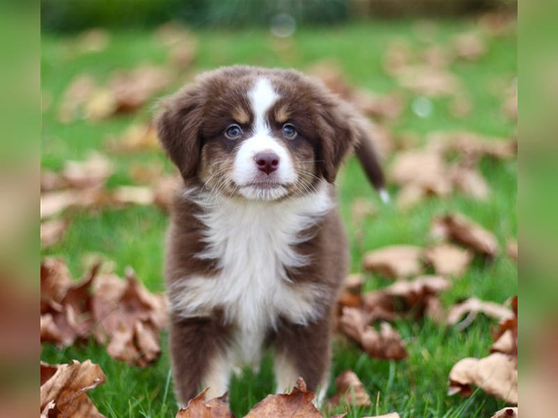 Traumhafte Mini Australian Shepherd Welpen suchen ab sofort ein liebevolles Zuhause