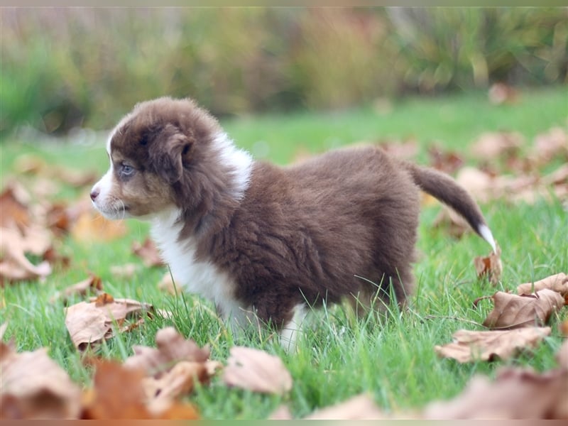 Traumhafte Mini Australian Shepherd Welpen suchen ab sofort ein liebevolles Zuhause