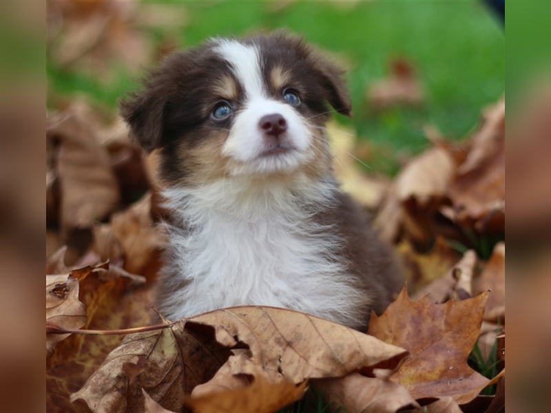 Traumhafte Mini Australian Shepherd Welpen suchen ab sofort ein liebevolles Zuhause