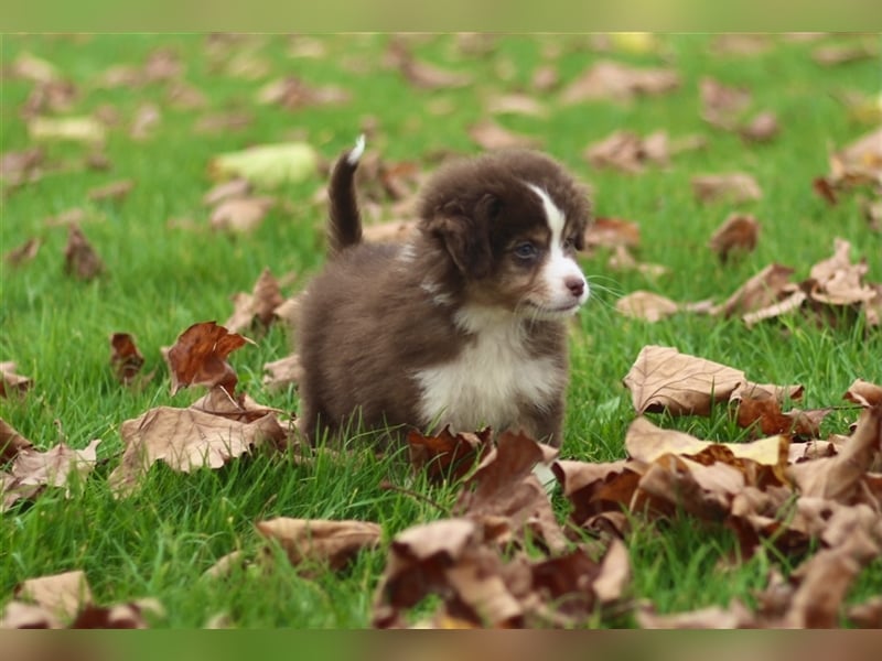 Traumhafte Mini Australian Shepherd Welpen suchen ab sofort ein liebevolles Zuhause