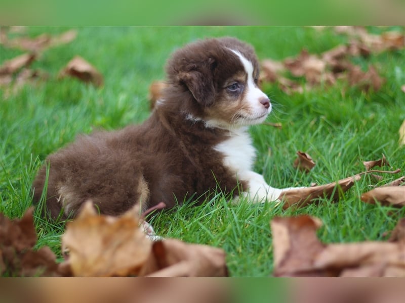 Traumhafte Mini Australian Shepherd Welpen suchen ab sofort ein liebevolles Zuhause