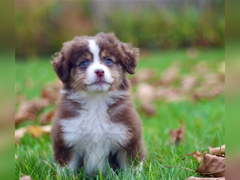 Traumhafte Mini Australian Shepherd Welpen suchen ab sofort ein liebevolles Zuhause