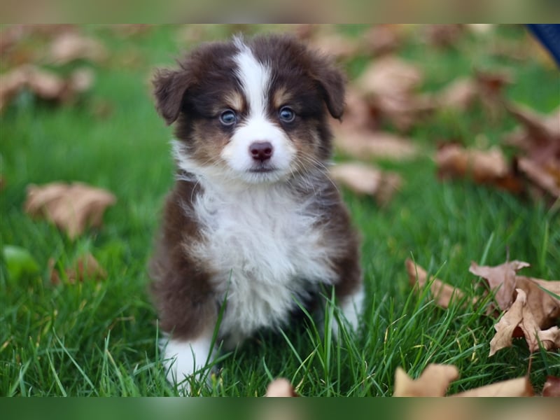 Traumhafte Mini Australian Shepherd Welpen suchen ab sofort ein liebevolles Zuhause