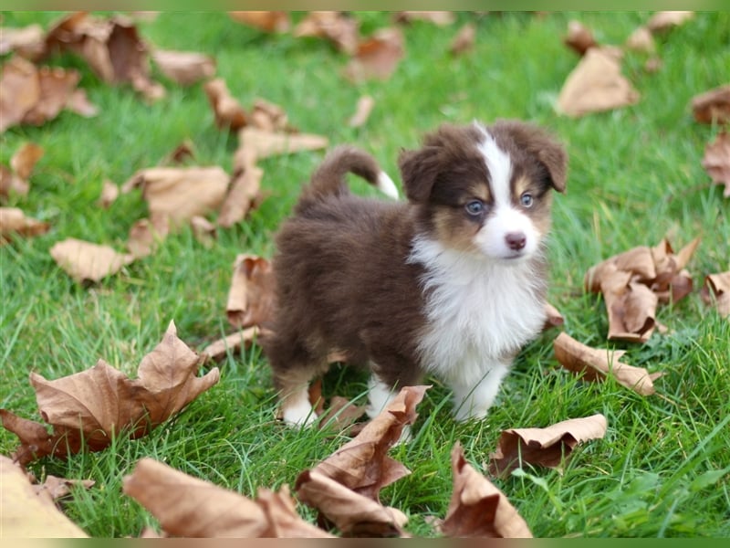 Traumhafte Mini Australian Shepherd Welpen suchen ab sofort ein liebevolles Zuhause