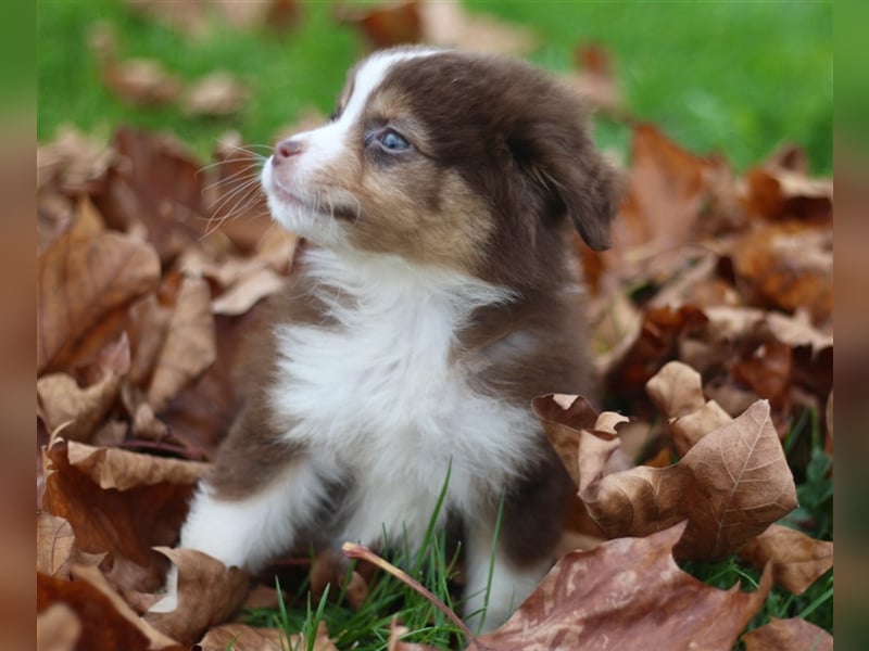 Traumhafte Mini Australian Shepherd Welpen suchen ab sofort ein liebevolles Zuhause