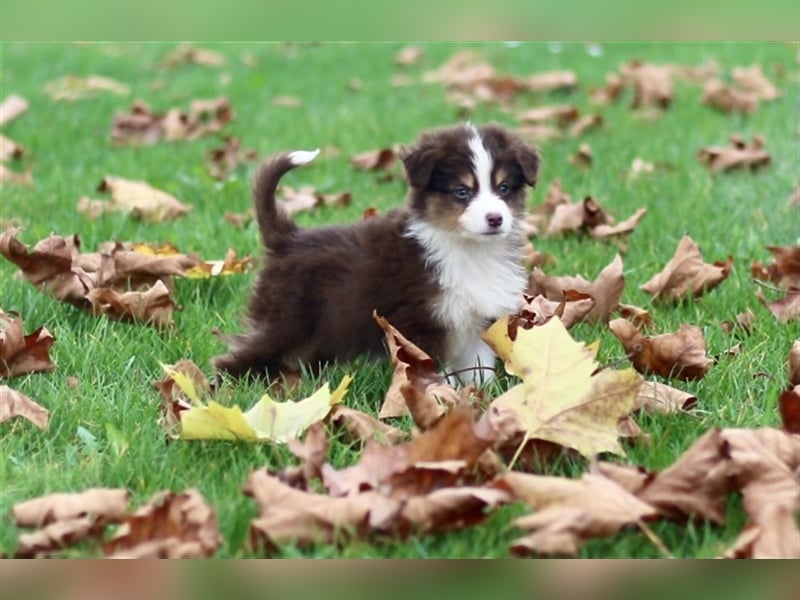 Traumhafte Mini Australian Shepherd Welpen suchen ab sofort ein liebevolles Zuhause