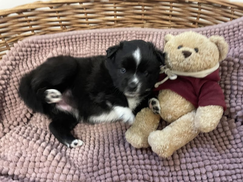 Mini American Shepherds/Mini Aussies Welpen