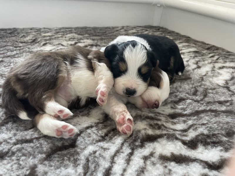 Mini American Shepherd / Mini Aussie