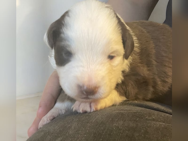 Mini American Shepherd / Mini Aussie