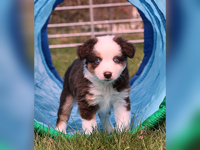 Mini American Shepherd / Mini Aussie
