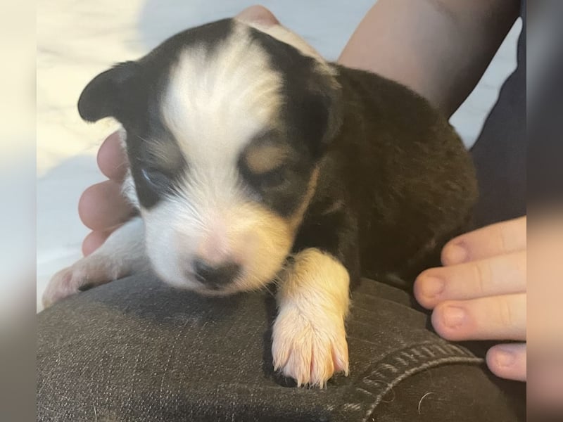 Mini American Shepherd / Mini Aussie