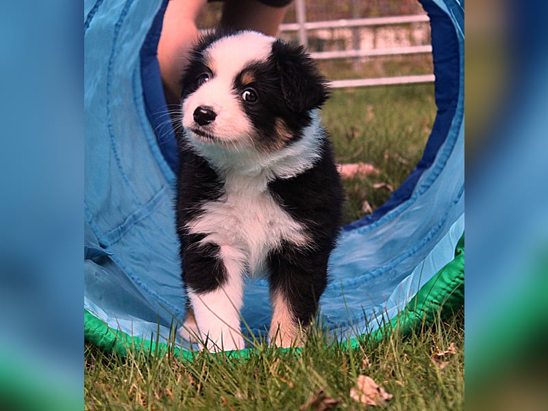 Mini American Shepherd / Mini Aussie