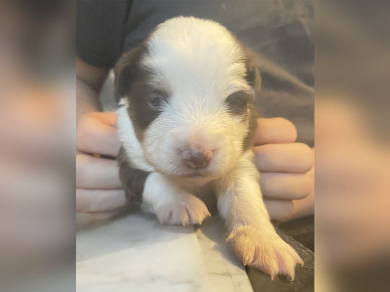 Mini American Shepherd / Mini Aussie