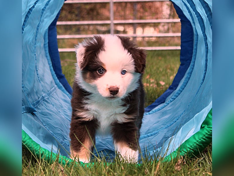 Mini American Shepherd / Mini Aussie