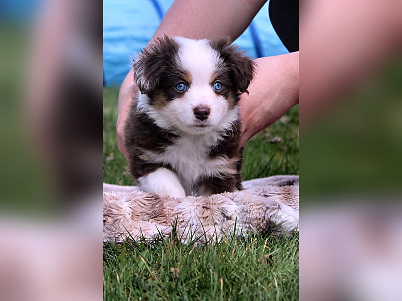 Mini American Shepherd / Mini Aussie