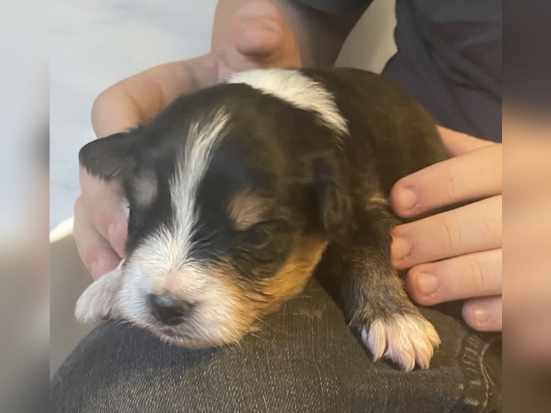 Mini American Shepherd / Mini Aussie