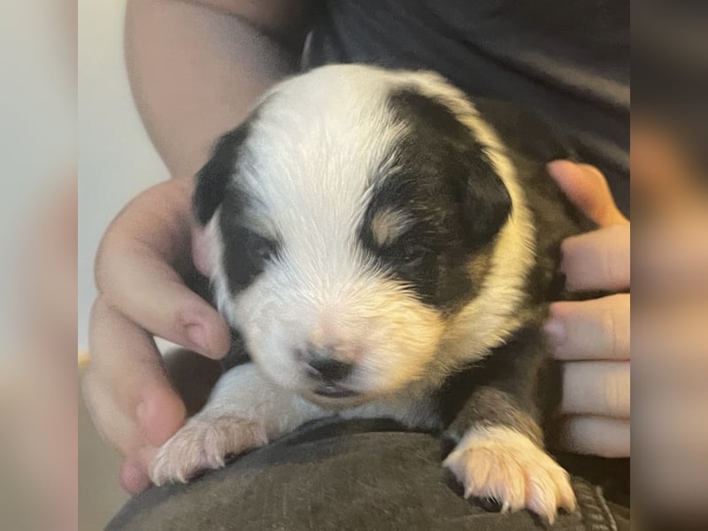 Mini American Shepherd / Mini Aussie