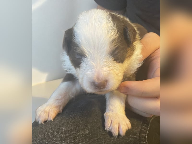 Mini American Shepherd / Mini Aussie